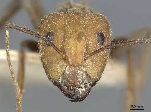 Camponotus cingulatus - CASENT0911810