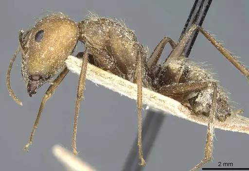 Camponotus cingulatus - CASENT0911810