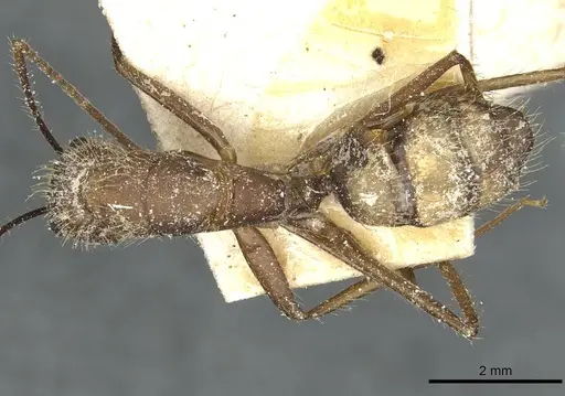 Camponotus cingulatus - CASENT0911811