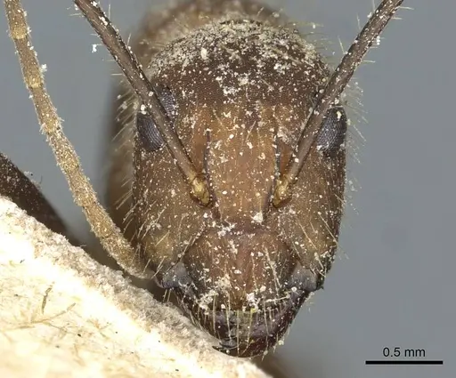 Camponotus cingulatus - CASENT0911811