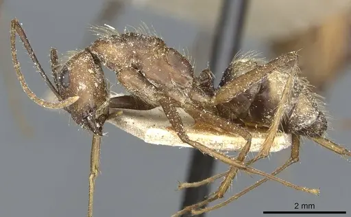 Camponotus cingulatus - CASENT0911811