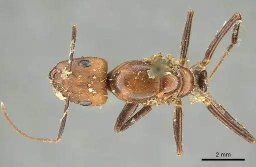 Camponotus cingulatus - CASENT0915786