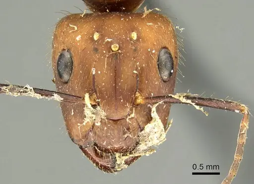 Camponotus cingulatus - CASENT0915786