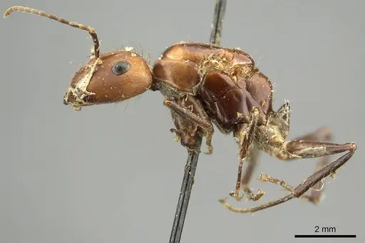 Camponotus cingulatus - CASENT0915786