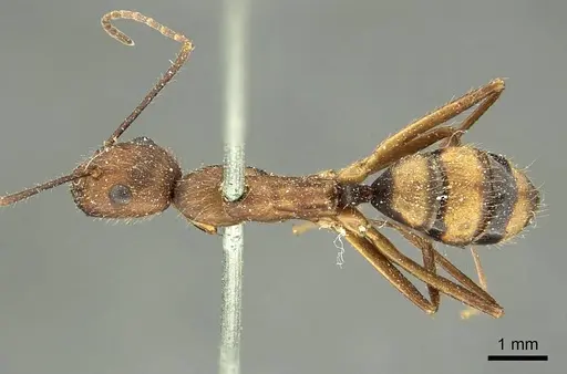 Camponotus cingulatus - CASENT0915787