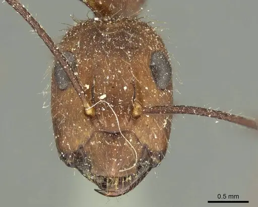 Camponotus cingulatus - CASENT0915787