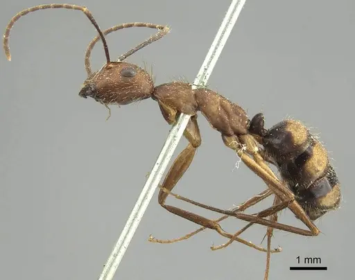 Camponotus cingulatus - CASENT0915787