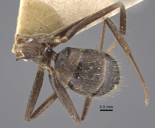 Camponotus cingulatus - CASENT0917859