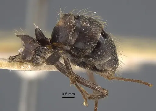 Camponotus cingulatus - CASENT0917859