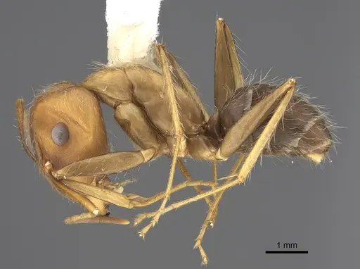 Camponotus cingulatus - CASENT0923527