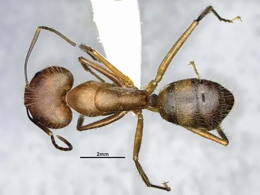 Camponotus cingulatus - CASENT4032226