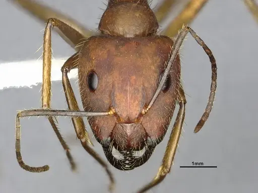 Camponotus cingulatus - CASENT4032226