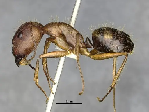 Camponotus cingulatus - CASENT4032226
