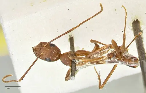 Camponotus cingulatus - FOCOL2453