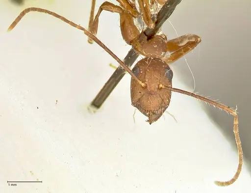 Camponotus cingulatus - FOCOL2453