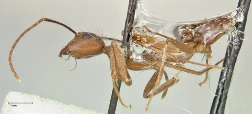 Camponotus cingulatus - FOCOL2453