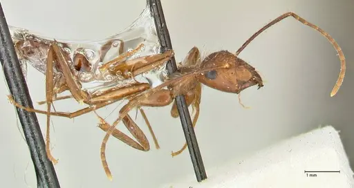 Camponotus cingulatus - FOCOL2453