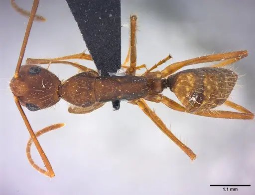 Camponotus cingulatus - LABSEI