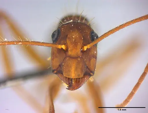 Camponotus cingulatus - LABSEI