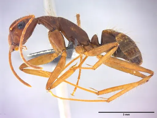 Camponotus cingulatus - LABSEI