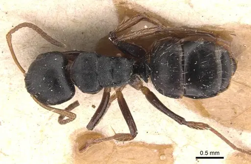 Camponotus circularis specimen