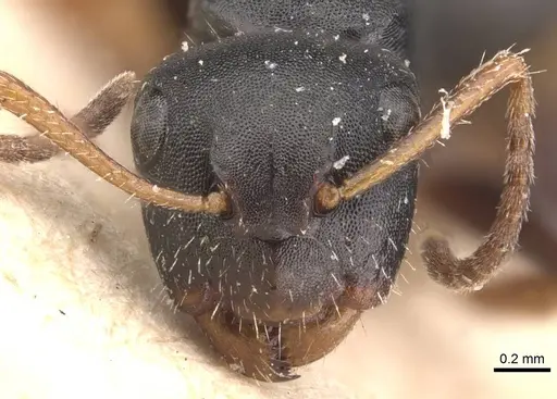 Camponotus circularis specimen