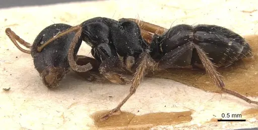 Camponotus circularis specimen