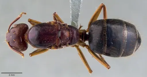 Camponotus circumspectus specimen