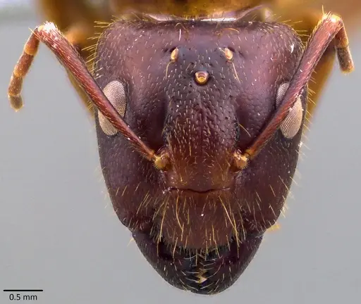 Camponotus circumspectus specimen