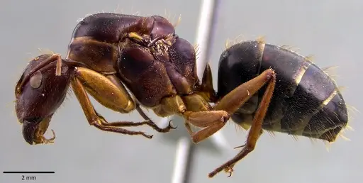 Camponotus circumspectus specimen