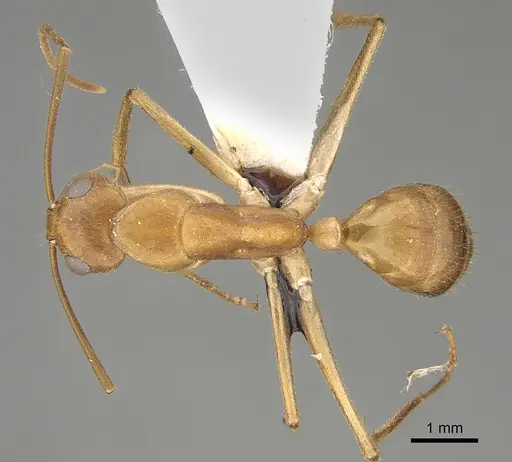 Camponotus clarior specimen