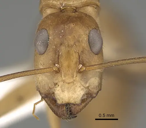 Camponotus clarior specimen