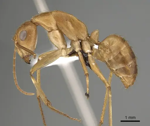 Camponotus clarior specimen