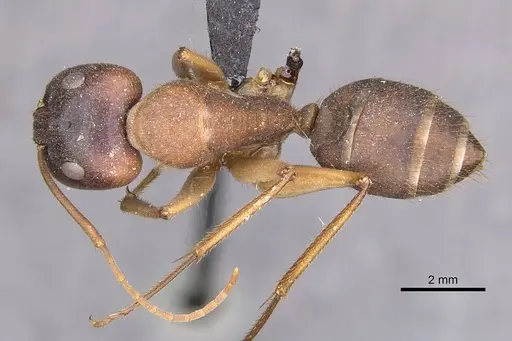 Camponotus clarior - CASENT0910305