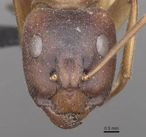 Camponotus clarior - CASENT0910305