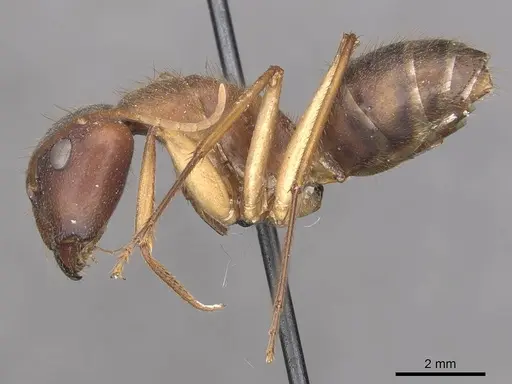 Camponotus clarior - CASENT0910305