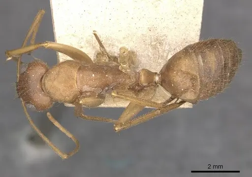 Camponotus clarior - CASENT0910306