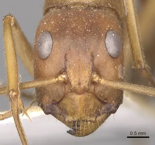 Camponotus clarior - CASENT0910306