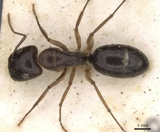 Camponotus claripes specimen