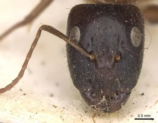 Camponotus claripes specimen