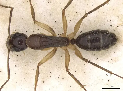 Camponotus claripes - CASENT0906933