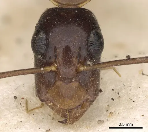 Camponotus claripes - CASENT0906933