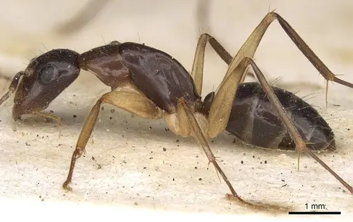 Camponotus claripes - CASENT0906933