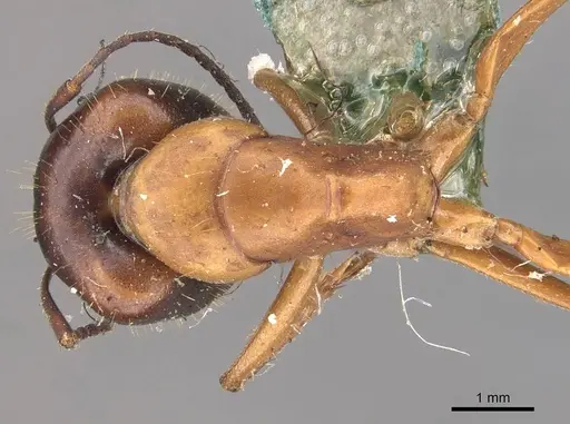 Camponotus claripes - CASENT0910370