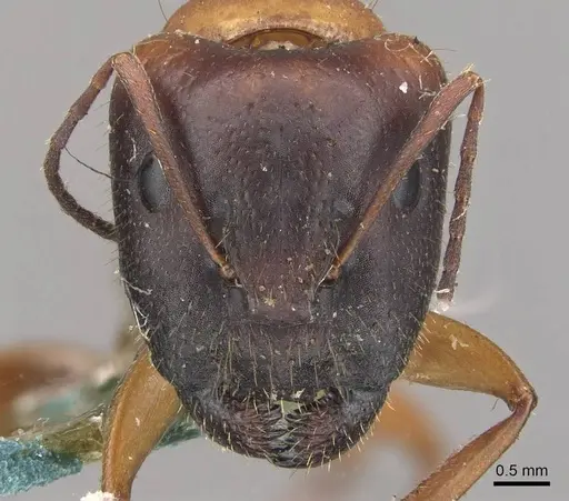 Camponotus claripes - CASENT0910370