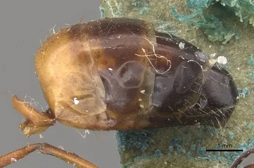 Camponotus claripes - CASENT0910370