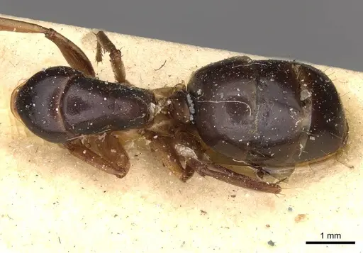 Camponotus claripes - CASENT0910405