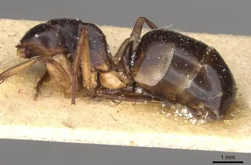 Camponotus claripes - CASENT0910405