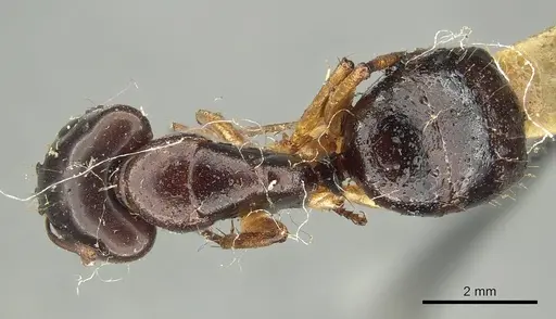 Camponotus claripes - CASENT0915750