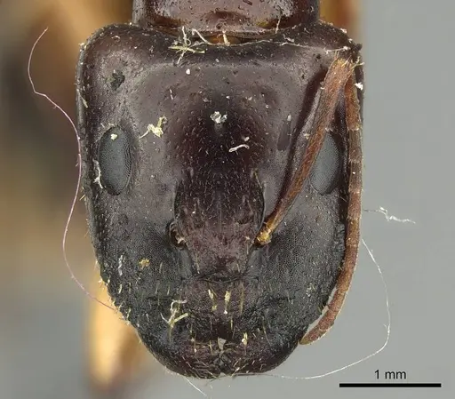 Camponotus claripes - CASENT0915750